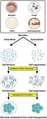 Zinc oxide nanoparticles prepared through microbial mediated synthesis for therapeutic applications: a possible alternative for plants